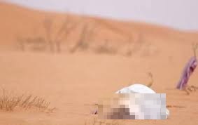 حادثة مأساوية في كنكوصه بسبب نفاد المياه