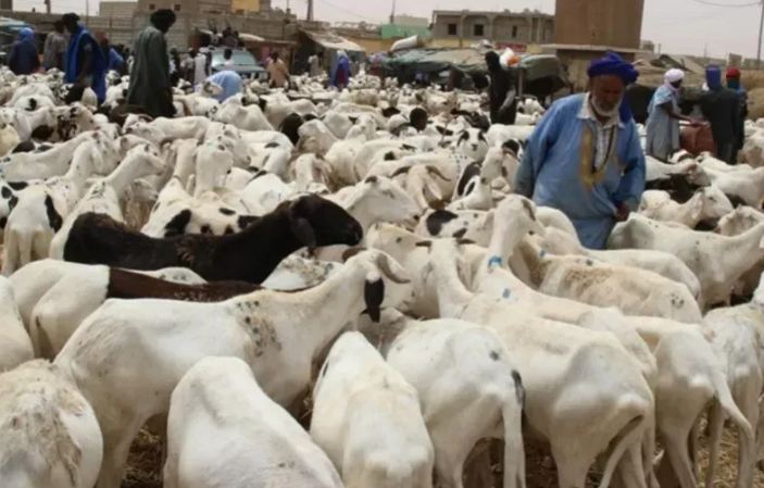 استئناف تصدير المواشي الموريتانية إلى السعودية