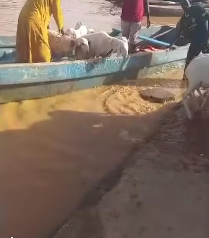 تفكيك شبكة لتهريب المواشي واستعادة جزء من قطيع مسروق