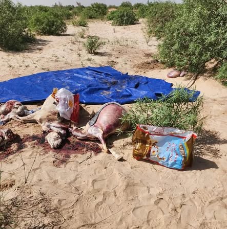 ضبط لحوم بأختام بيطرية مزورة في مقاطعة توجنين